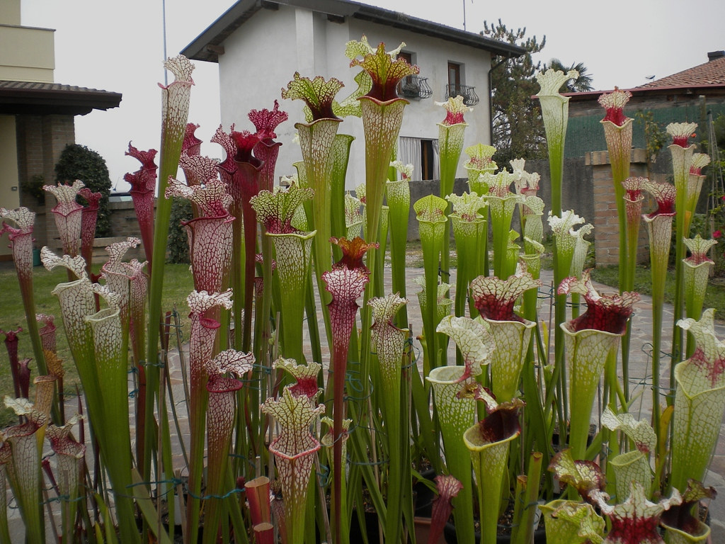 Pics 2020 Plants in Cultivation Plants UK