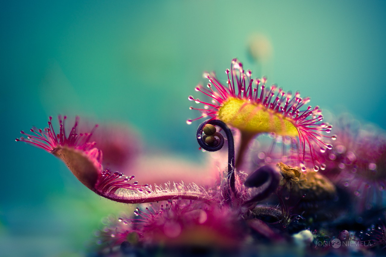 Otherworldly Macro Photo of the Carnivorous 'Drosera' Plant