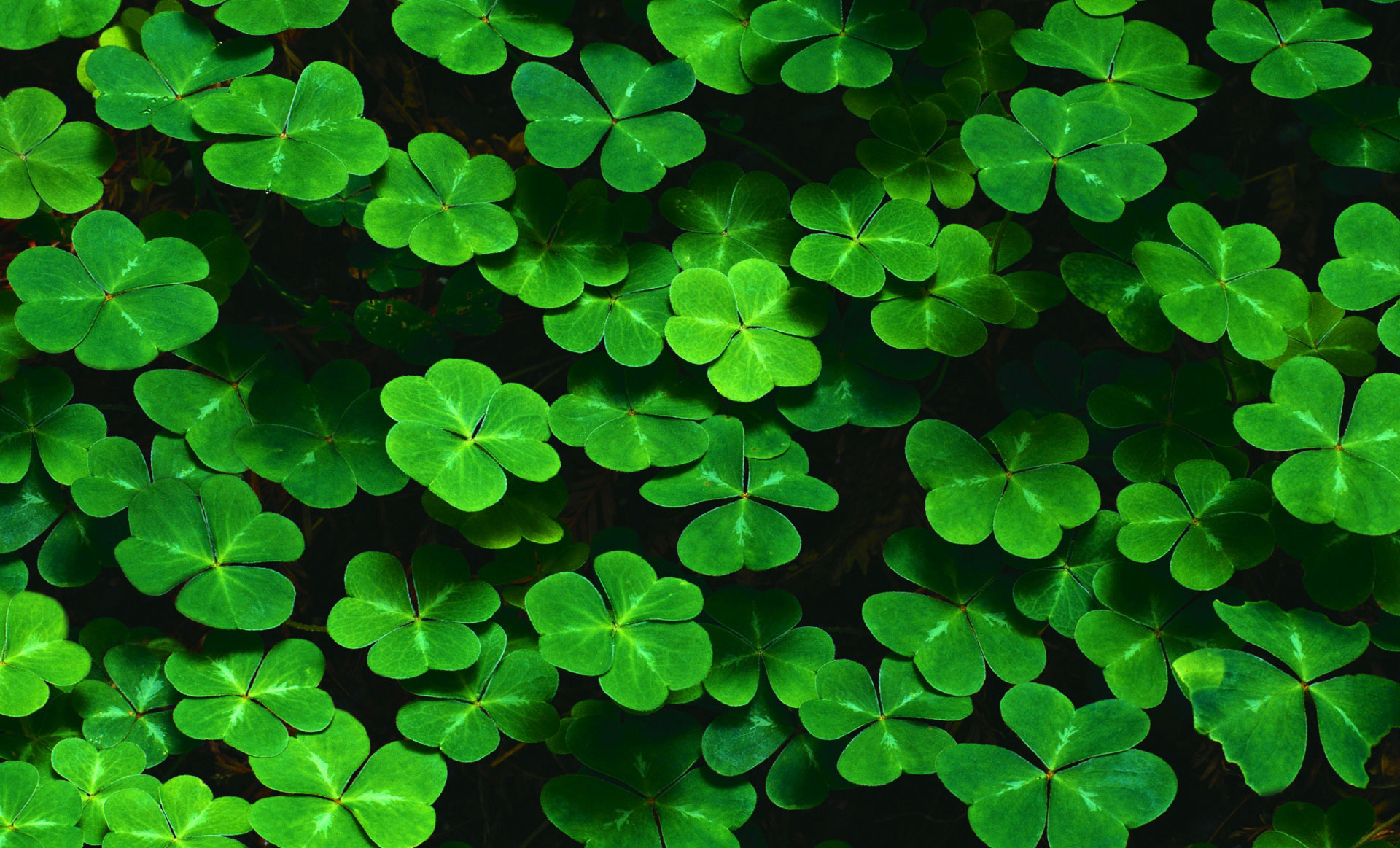 St Patricks Day Wallpaper Background For My PC Desktop Laptop Mobile 9