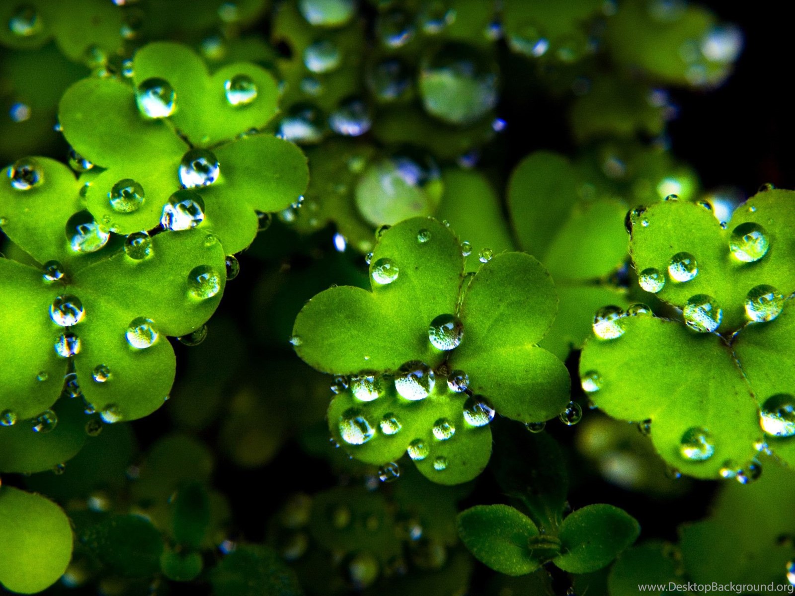 Free St Patricks Day Desktop Wallpaper Desktop Background