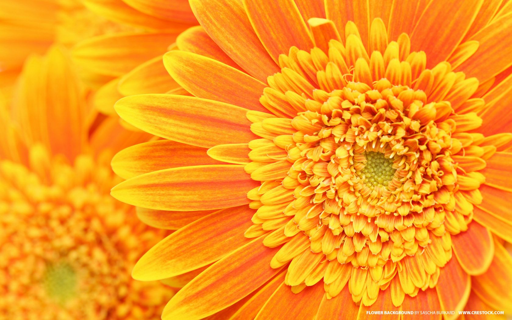 Orange Flower Background And Plants Wallpaper