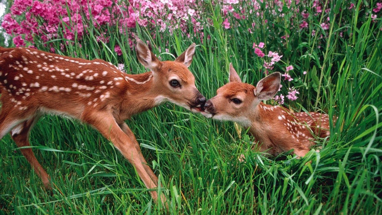 Kissing spring season deer national park washington wallpaperx1080