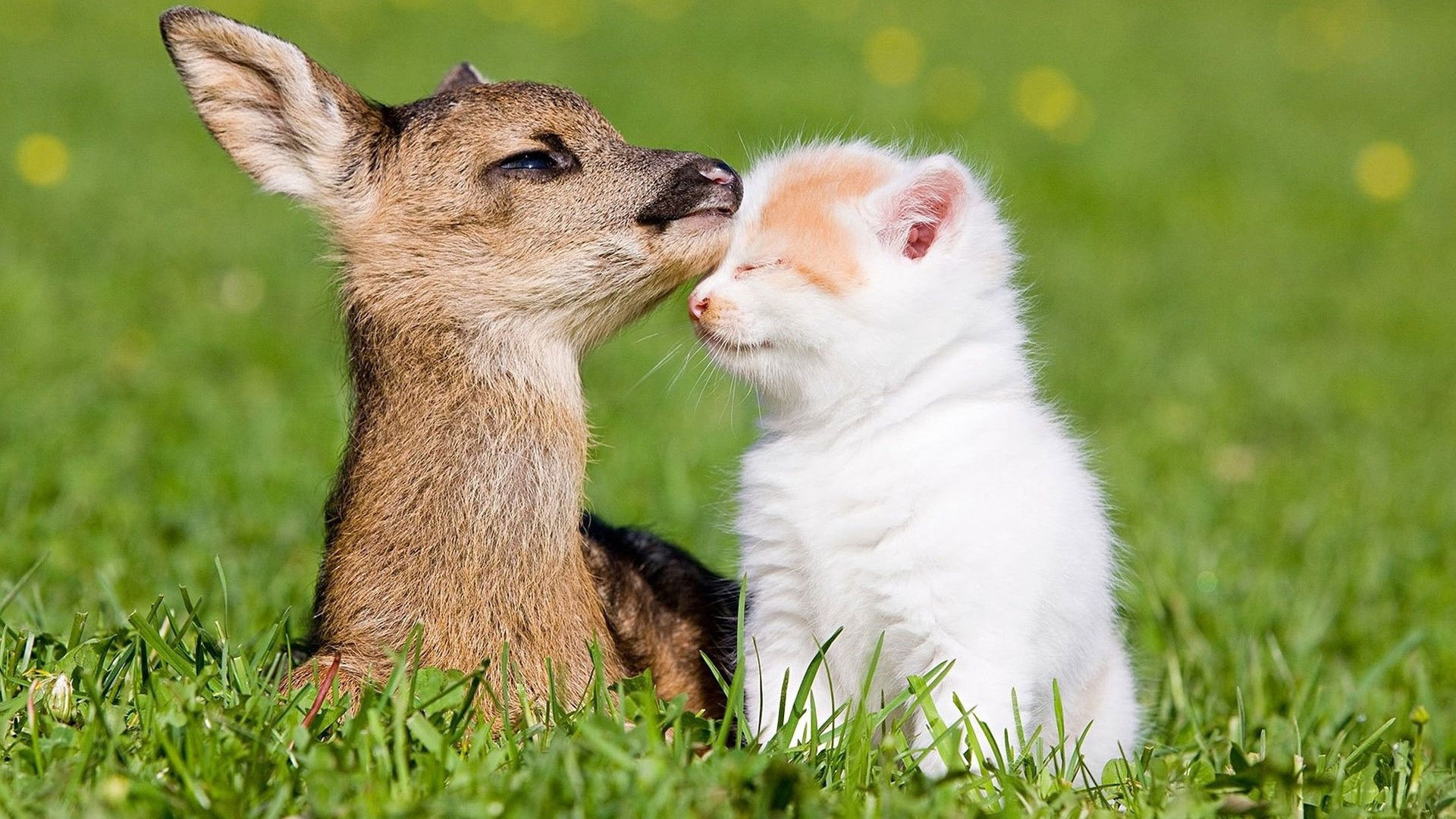 Free download Kitten and baby deer wallpaper and image wallpaper picture [1920x1080] for your Desktop, Mobile & Tablet. Explore Spring Baby Animals Desktop Wallpaper. Free Spring Desktop Wallpaper, Free