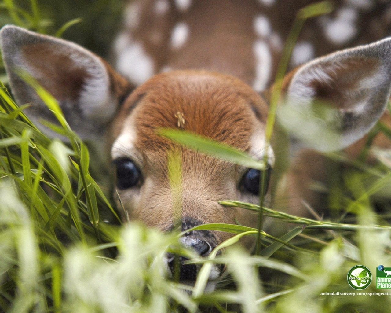 Fawn Wallpaper Free Fawn Background