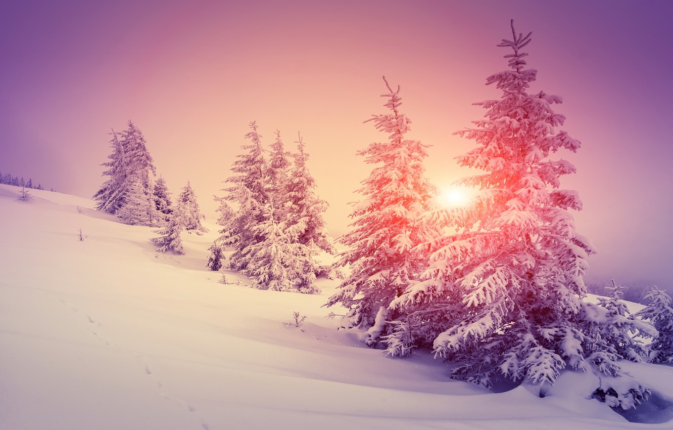 Wallpaper winter, forest, snow, snowflakes, tree, nature, winter, snow image for desktop, section природа
