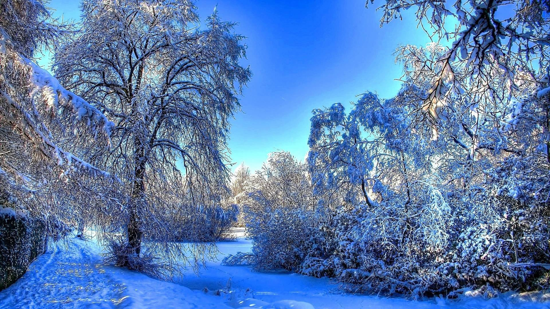 Snow Covered Trees Branches Field Background Blue Sky HD Winter Wallpaper