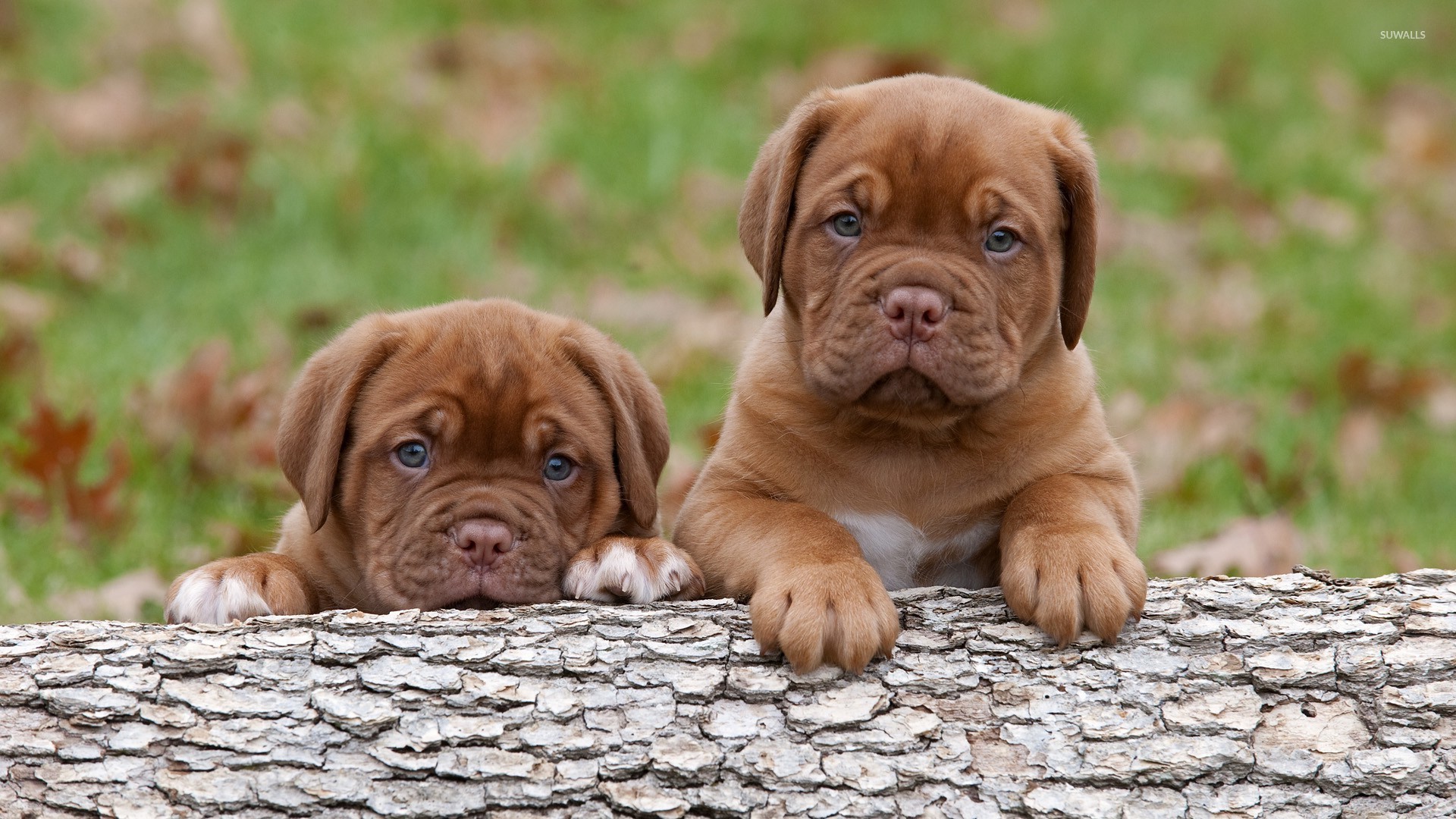 Dogue de Bordeaux Wallpaper
