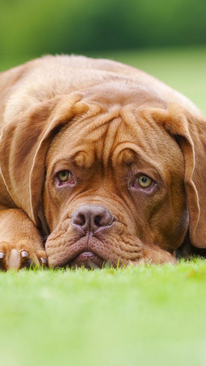 Wallpaper Dogue de Bordeaux, dog, lawn. Bordeaux dog, French mastiff, Purebred dogs