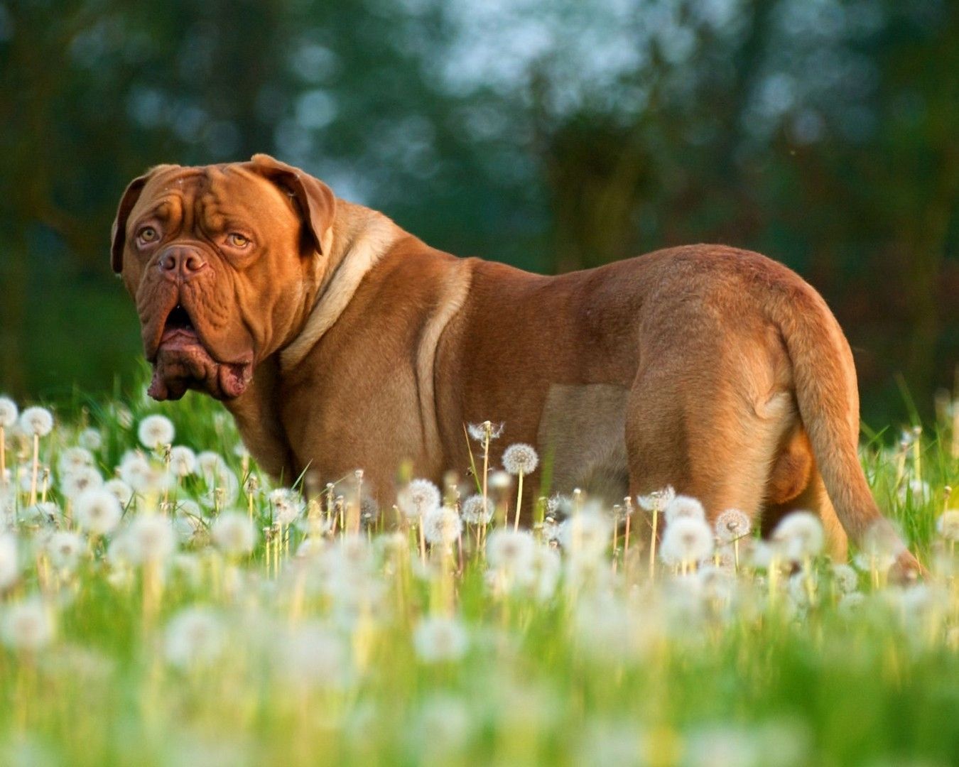 Someone can identify the breed of the pup just by how it holds itself!. Perros gran danes, Dogo de burdeos, Gran danés