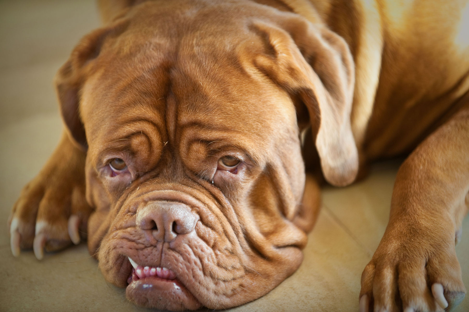 Free download Dogue de Bordeaux Information and Picture French Mastiff [1800x1198] for your Desktop, Mobile & Tablet. Explore French Mastiff Wallpaper. Dogue de Bordeaux Wallpaper, English Mastiff Wallpaper