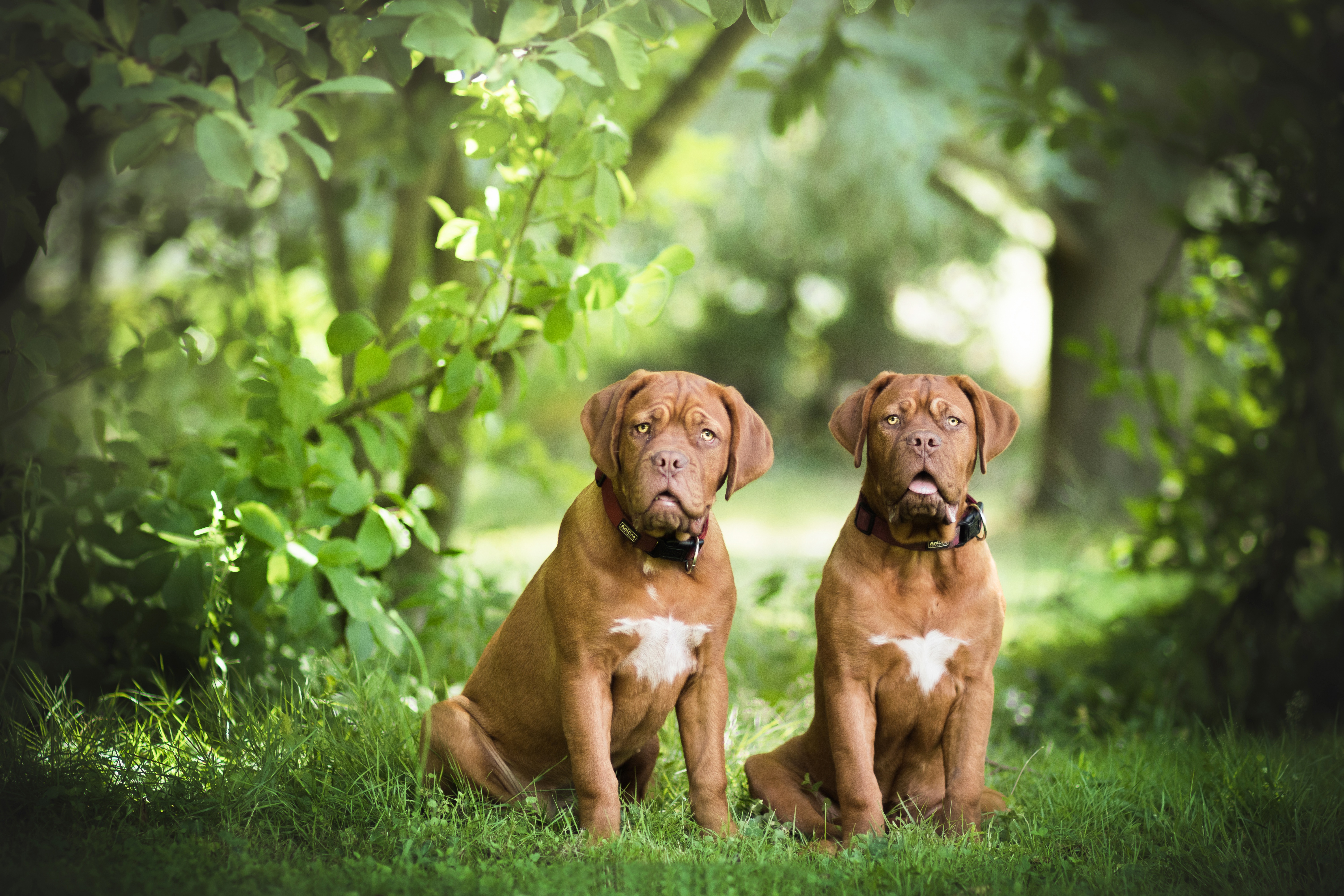 Dogue De Bordeaux 4k Ultra HD Wallpaper