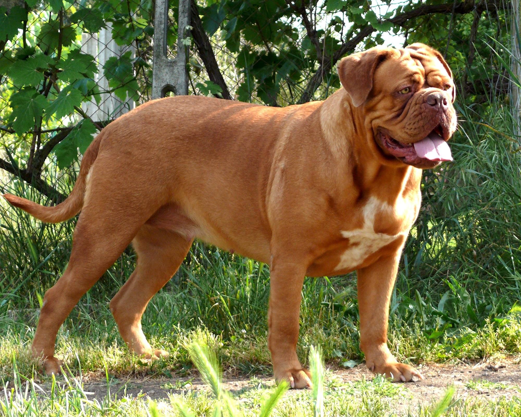 dog wallpaper background HD. Dog breeds, Bordeaux dog, Dog breeder