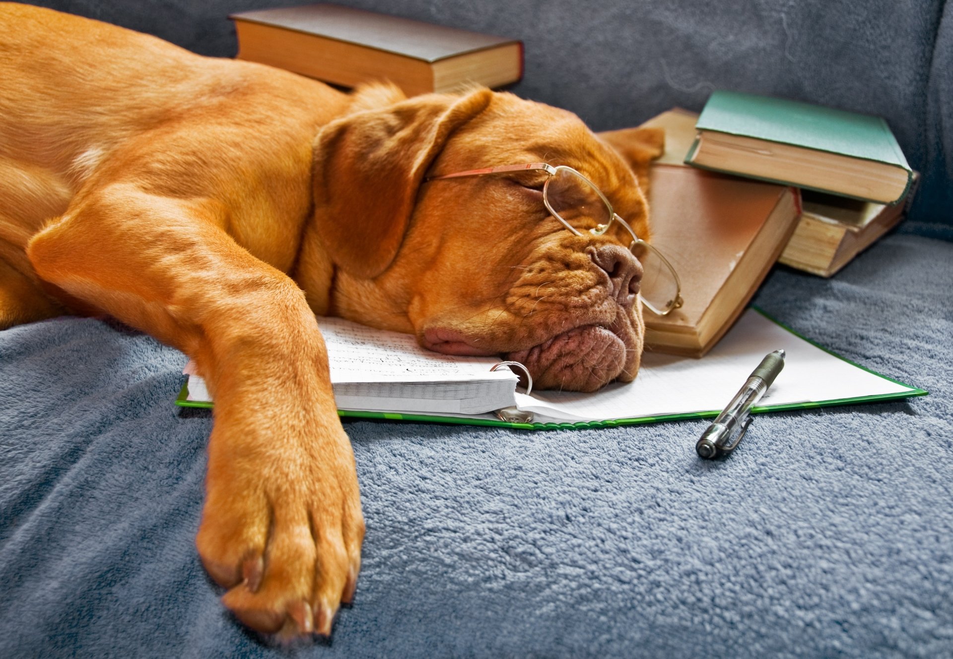 Dogue de Bordeaux HD Wallpaper and Background