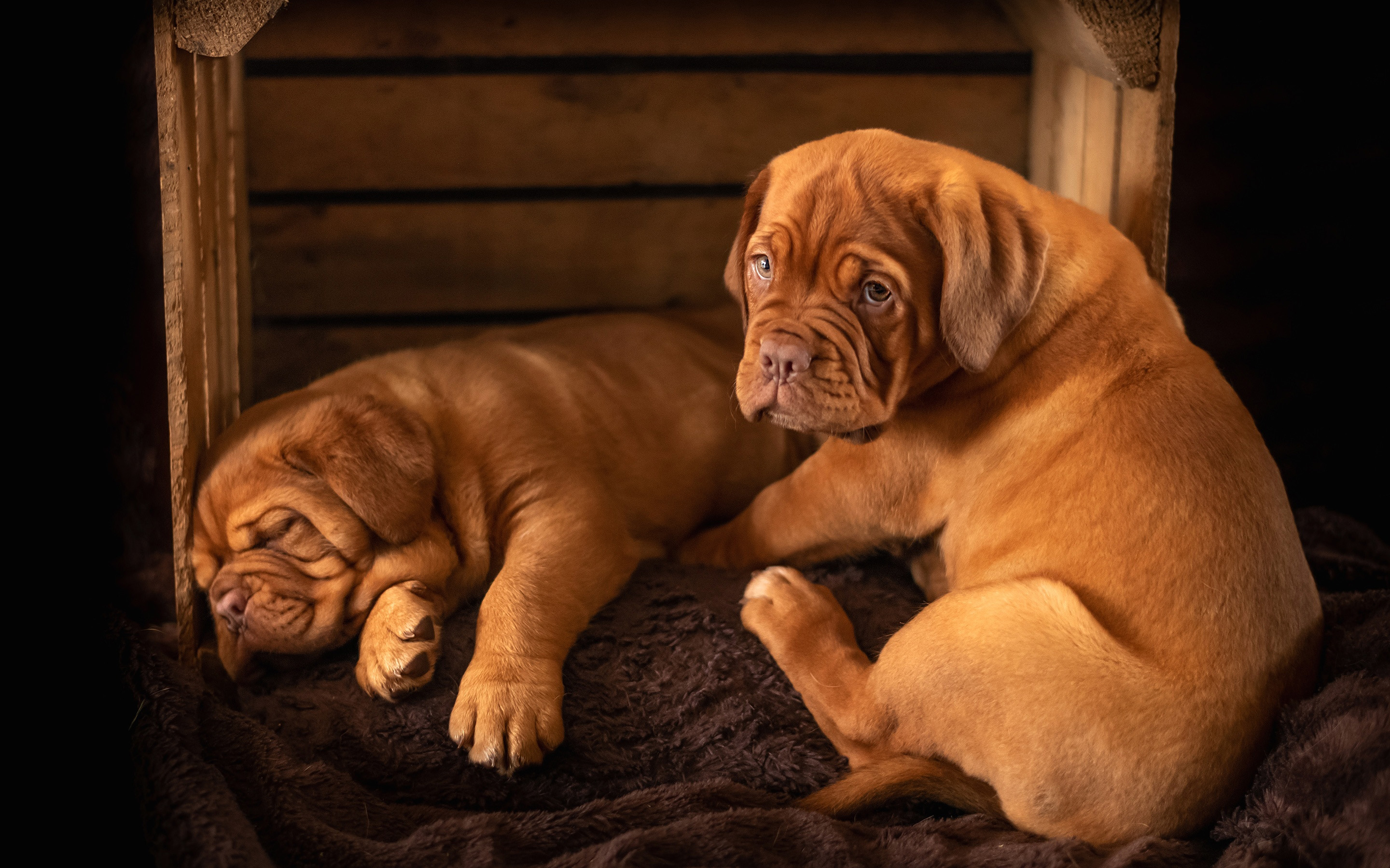 Download wallpaper Dogue de Bordeaux, twins, pets, Bordeaux mastiff, puppies, French mastiff, Bordeauxdog, dogs, cute animals for desktop with resolution 2880x1800. High Quality HD picture wallpaper