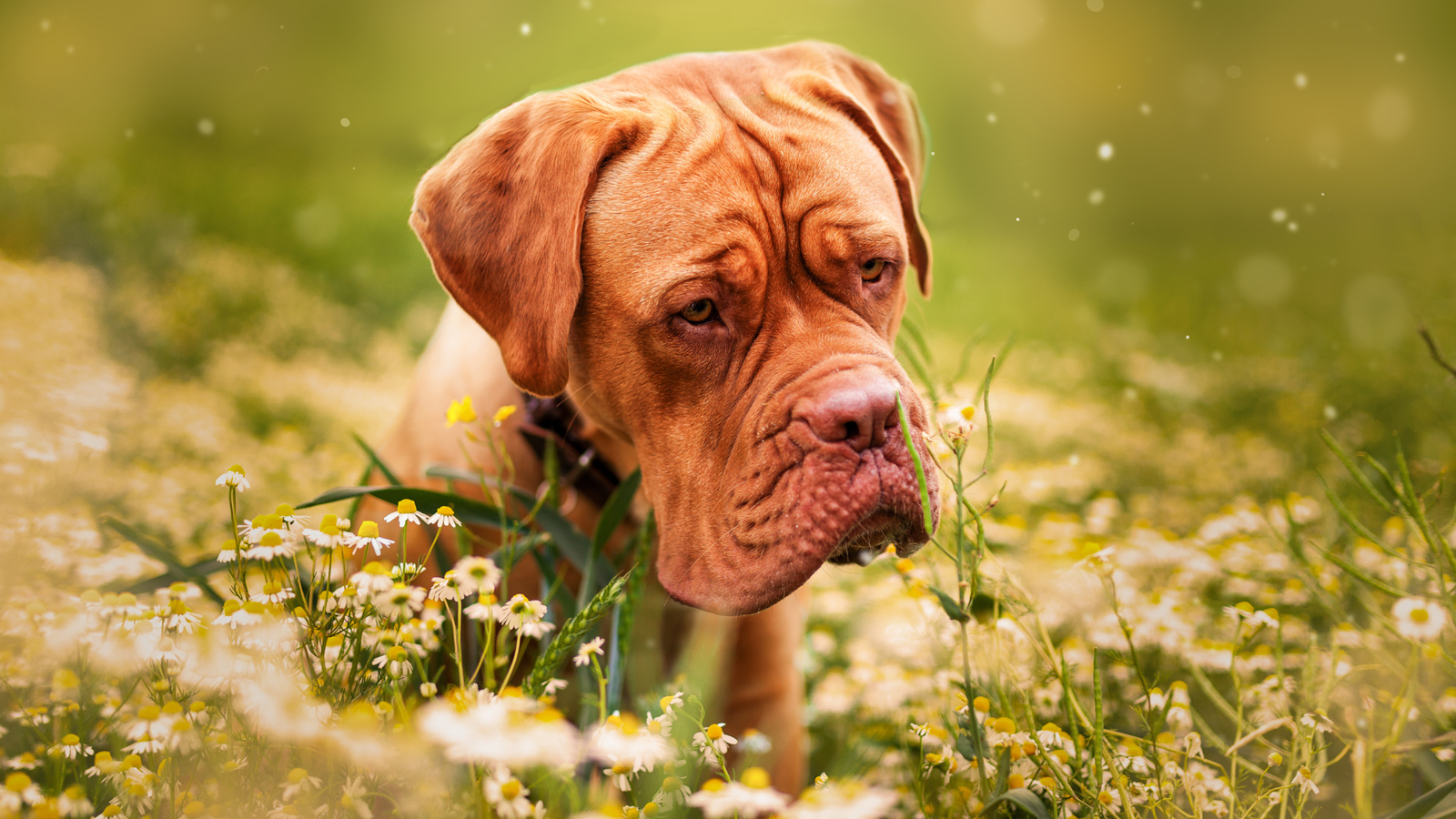 Free download Download wallpaper Dogue de Bordeaux French Mastiff dog Snout [1600x1066] for your Desktop, Mobile & Tablet. Explore French Mastiff Wallpaper. Dogue de Bordeaux Wallpaper, English Mastiff Wallpaper