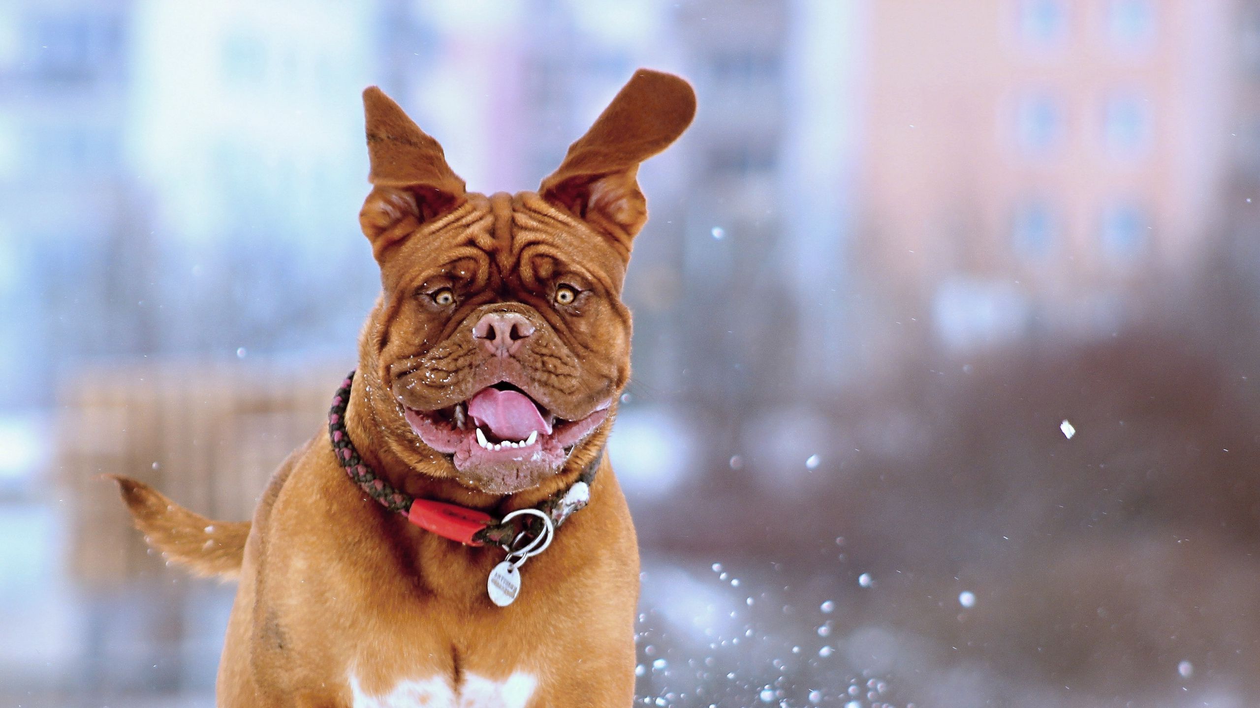 Download wallpaper 2560x1440 french mastiff, dog, snow, run, jump widescreen 16:9 HD background