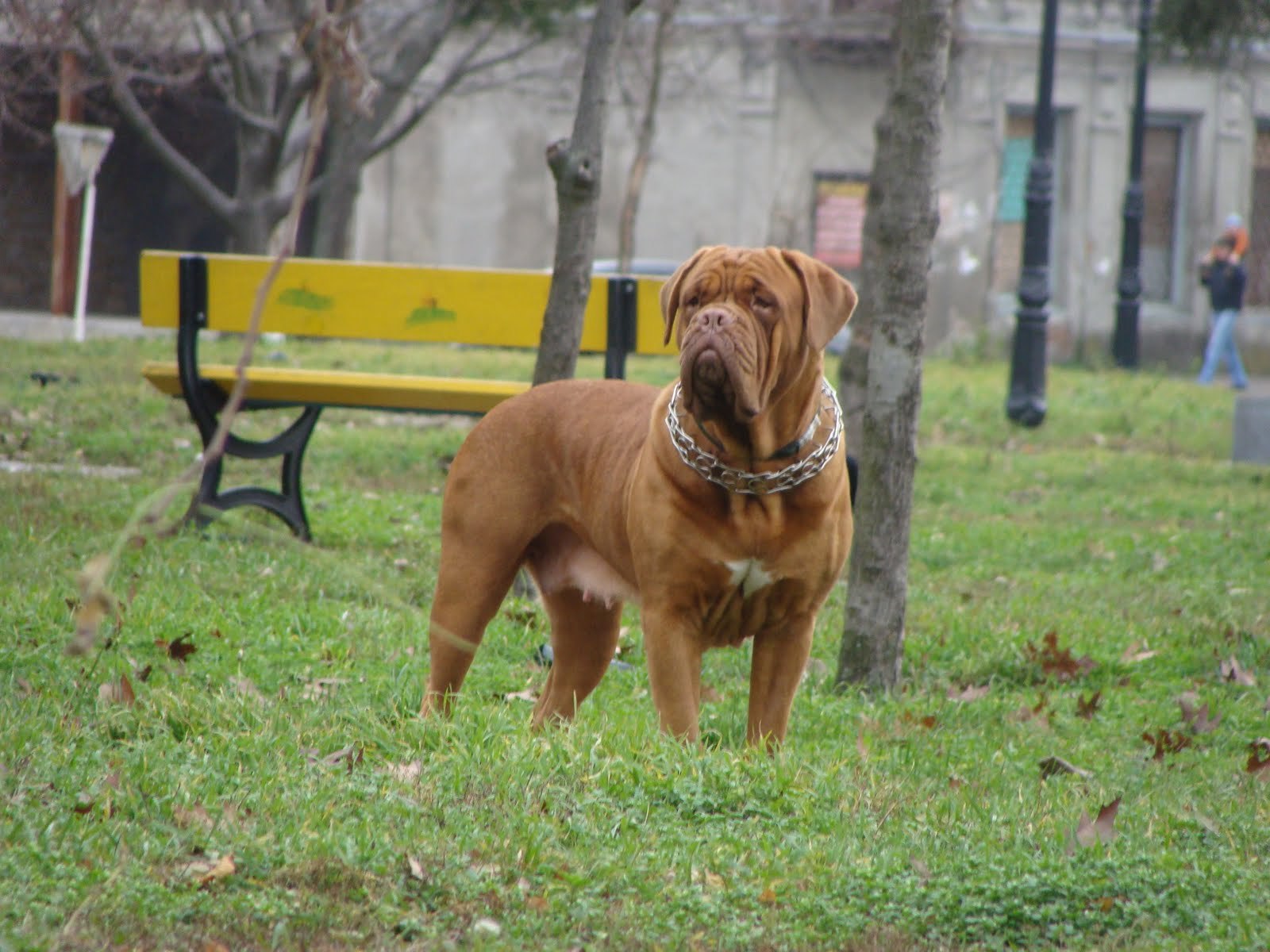 Free download Dogue de Bordeaux in the city park wallpaper and image wallpaper [1600x1200] for your Desktop, Mobile & Tablet. Explore Dogue de Bordeaux Wallpaper. French Mastiff Wallpaper