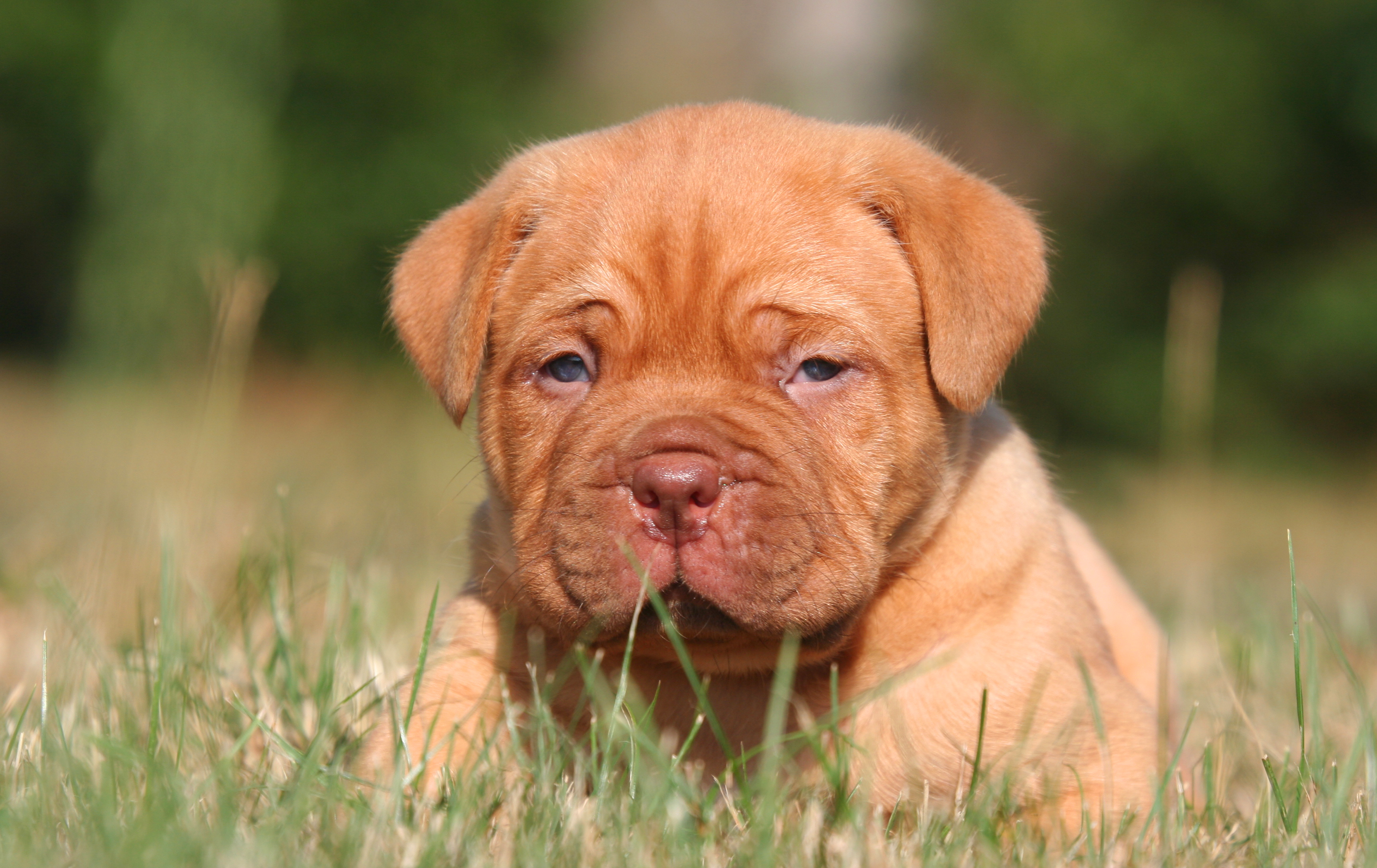 Download wallpaper 4k, Bordeaux mastiff, muzzle, puppy, pets, lawn, Dogue de Bordeaux, dogs, French mastiff for desktop with resolution 2880x1816. High Quality HD picture wallpaper