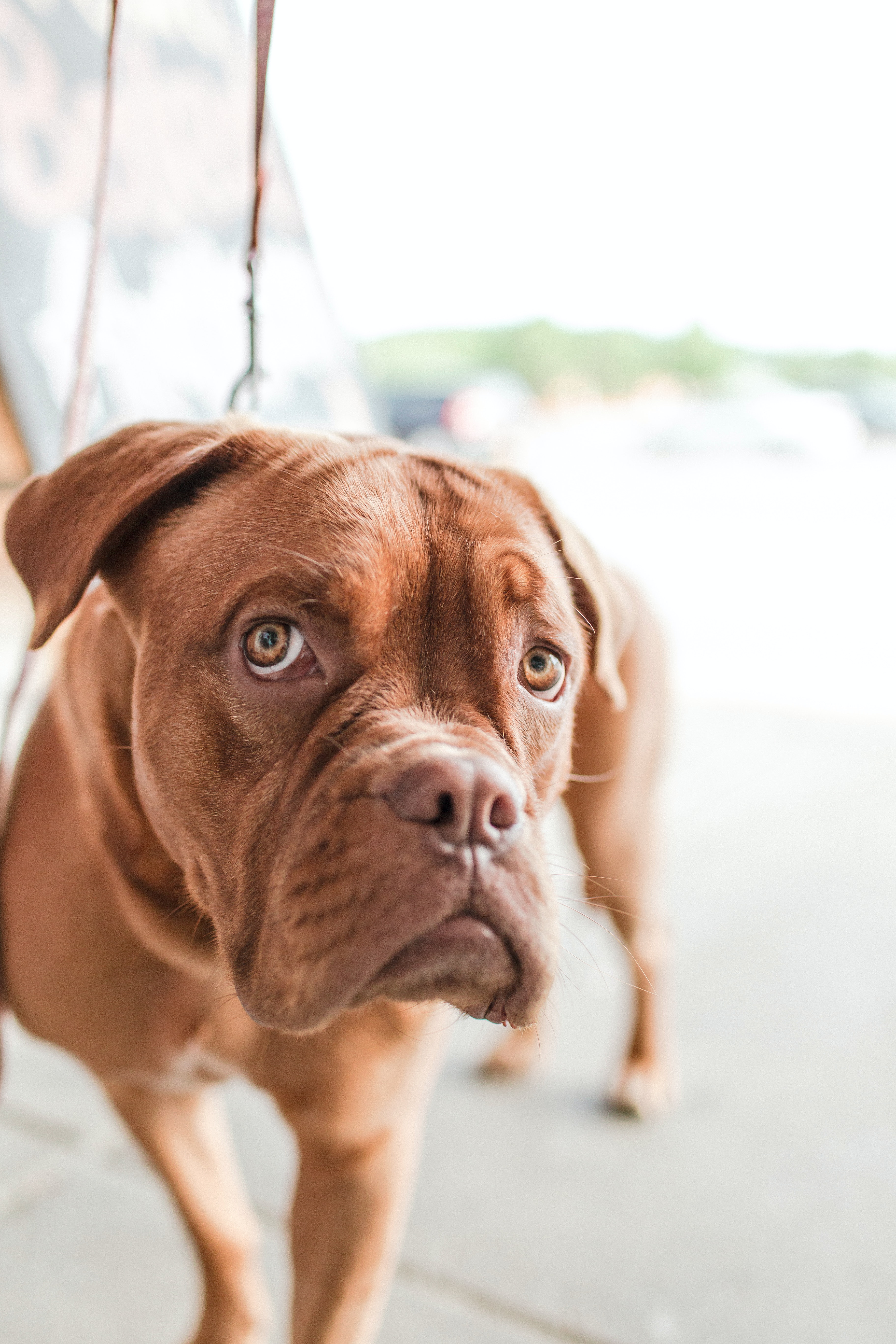 Adult Mahogany French Mastiff · Free