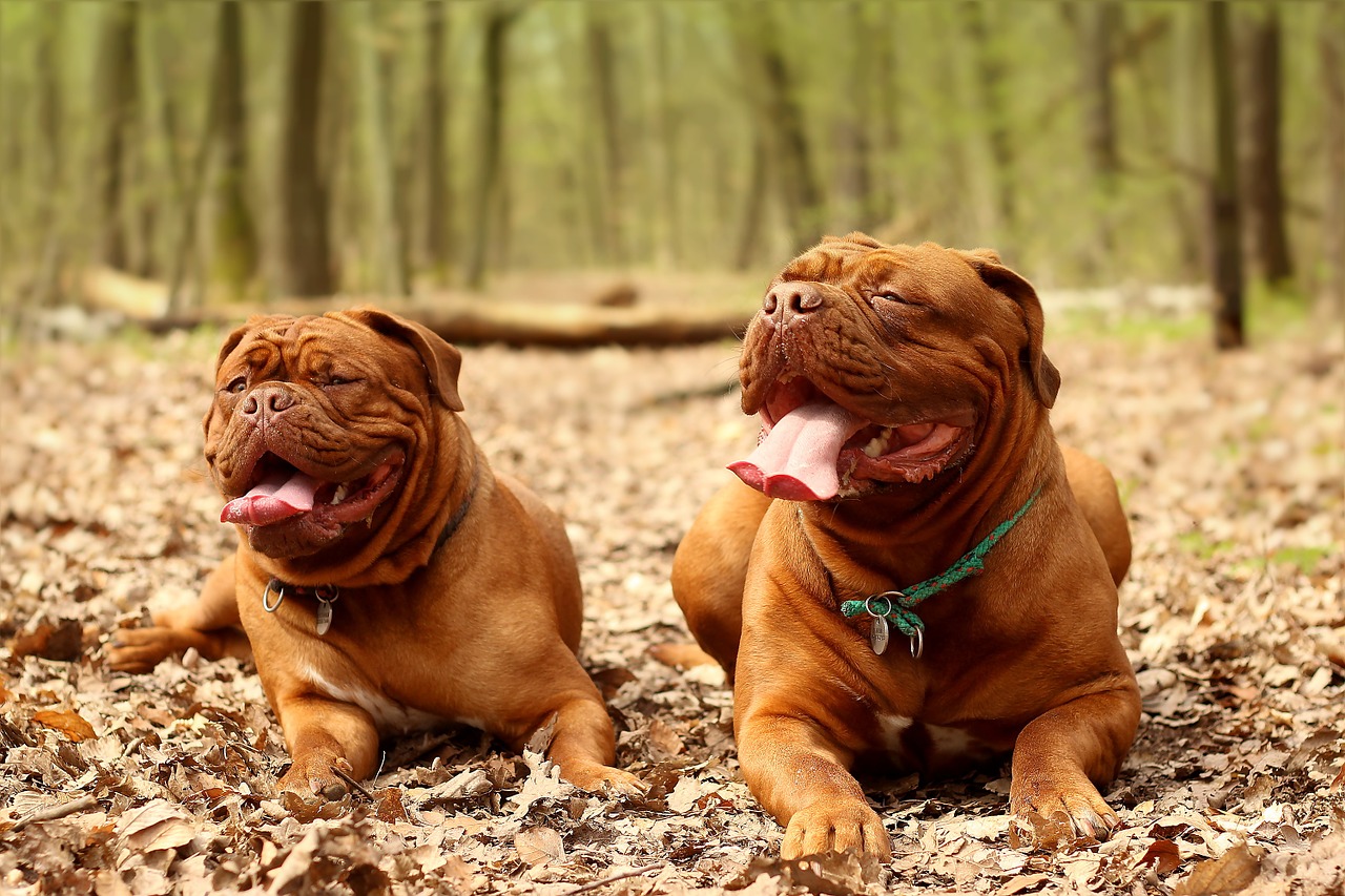 Dog Big Dogue De Bordeaux Burgundy