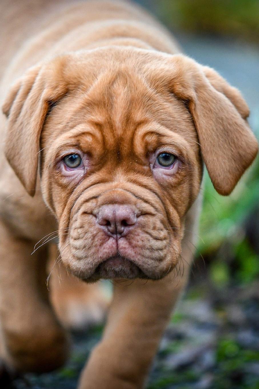 French Mastiff Puppy Journal: 150 Page Lined Notebook Diary: 9781089179283: Journal Press, Callyn: Books