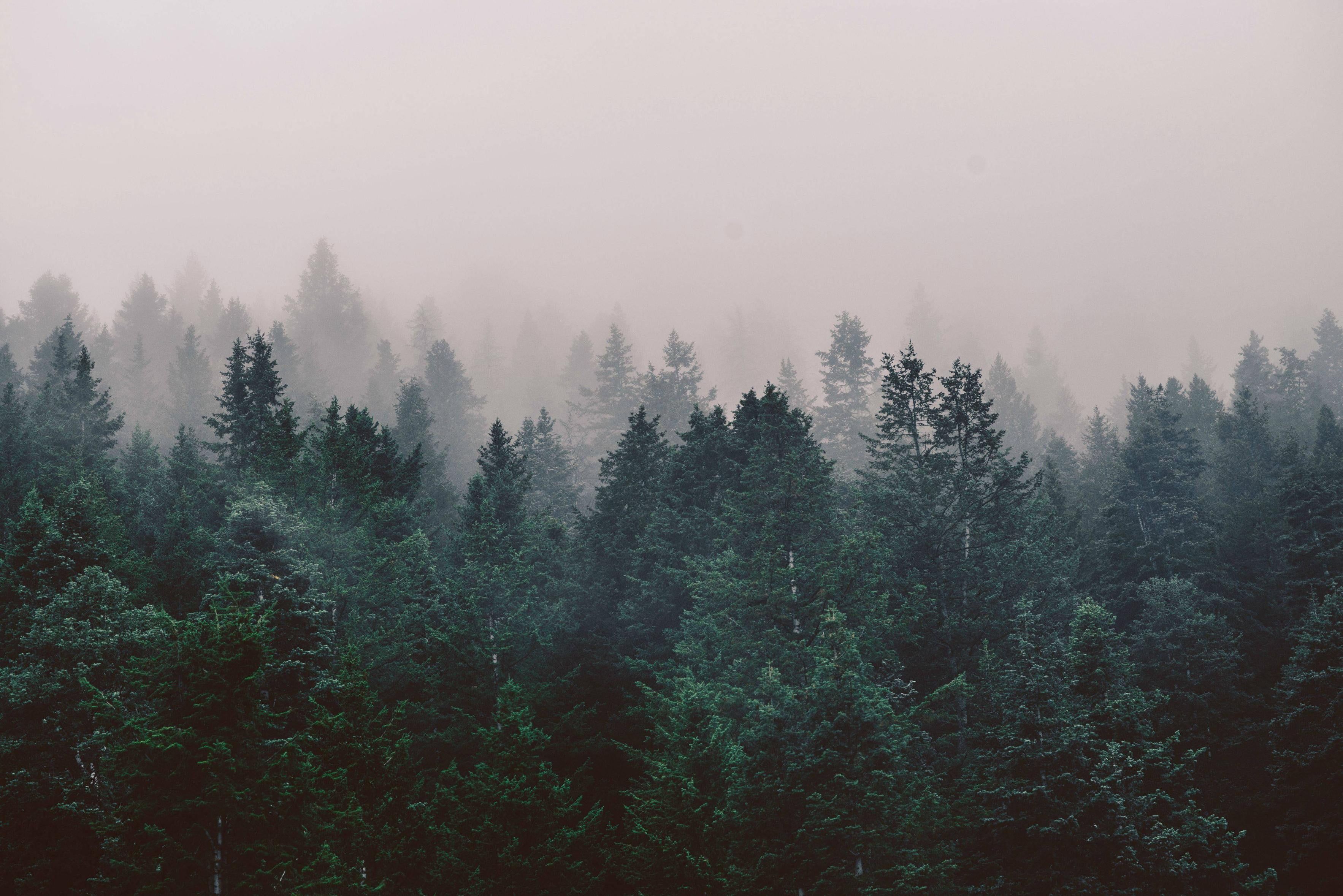 HD aesthetic forest wallpapers  Peakpx