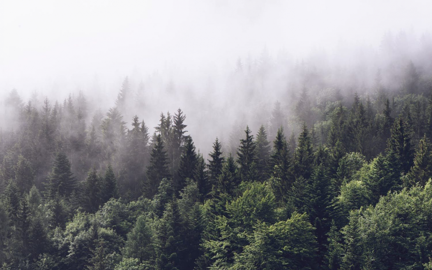 Free download Cloudy forest Wall Mural Wallpaper Forest Purdue II Ideas [1500x1001] for your Desktop, Mobile & Tablet. Explore Foggy Forest Wallpaper. Foggy Forest Wallpaper, Foggy Forest Wallpaper, Foggy