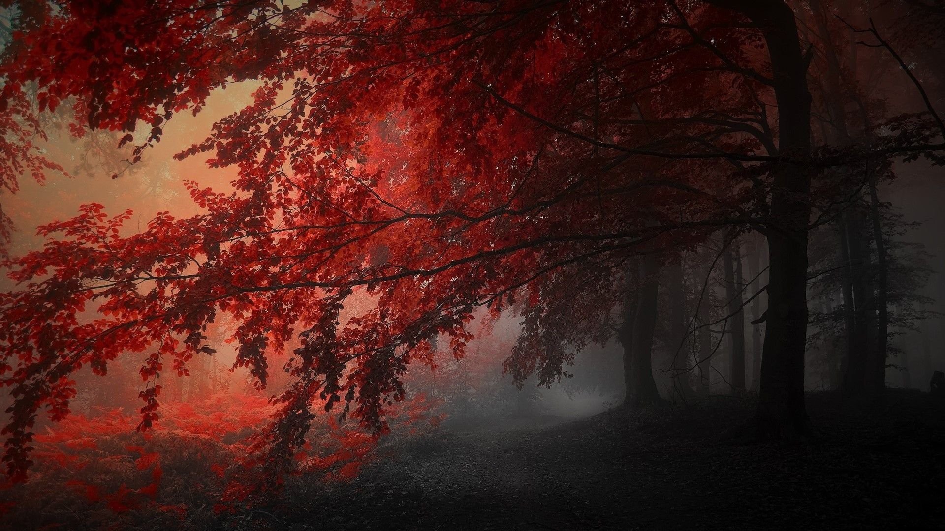 Red Autumn Trees In The Forest HD Dark Aesthetic Wallpaper