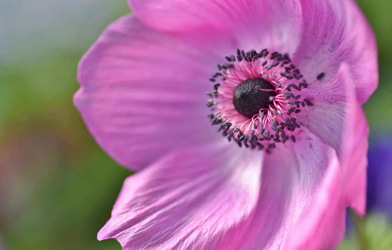 Wallpaper flower, macro, pink, core image for desktop, section цветы