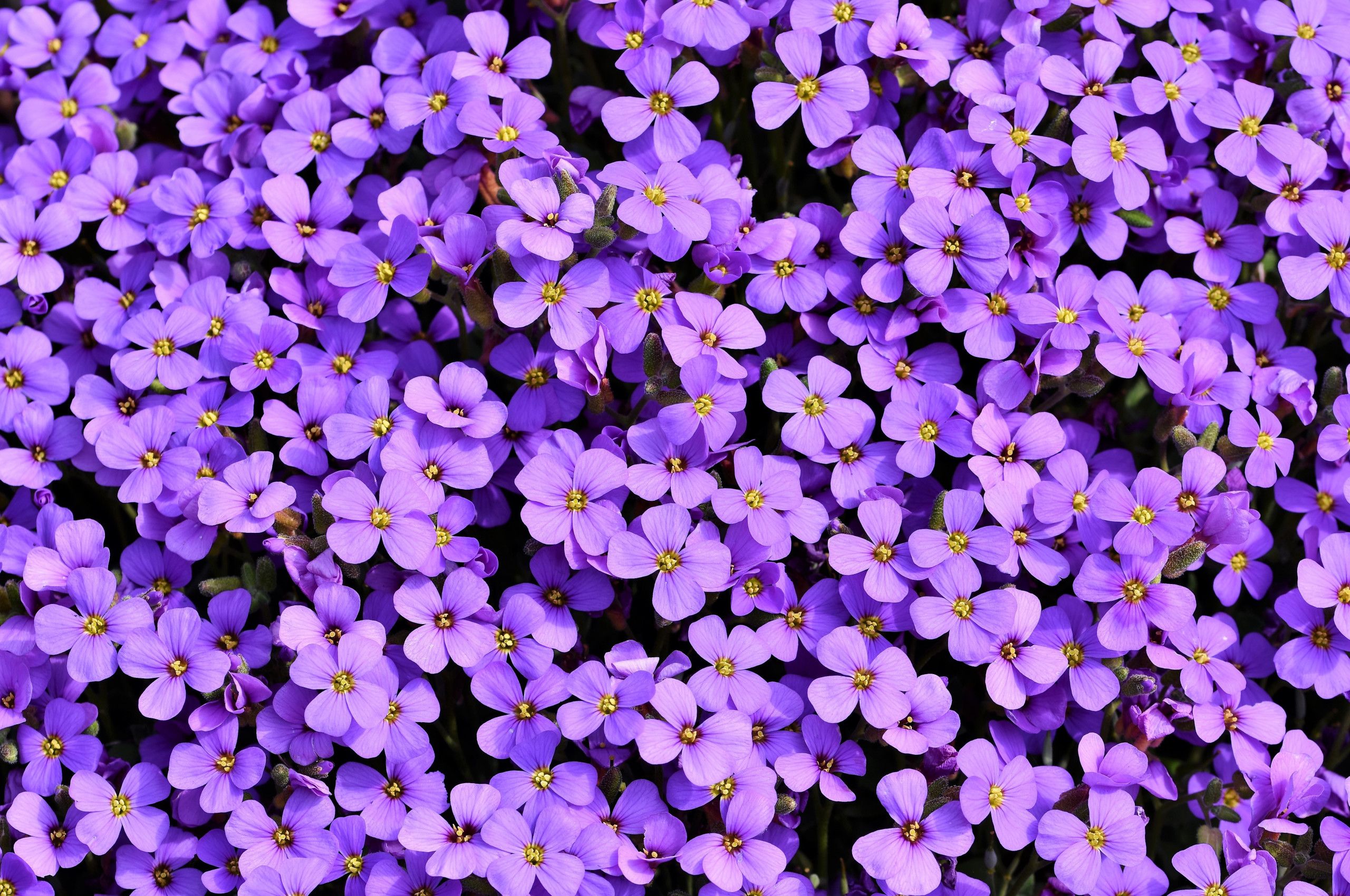 Purple Flower Wallpaper, HD Purple Flower Background on WallpaperBat