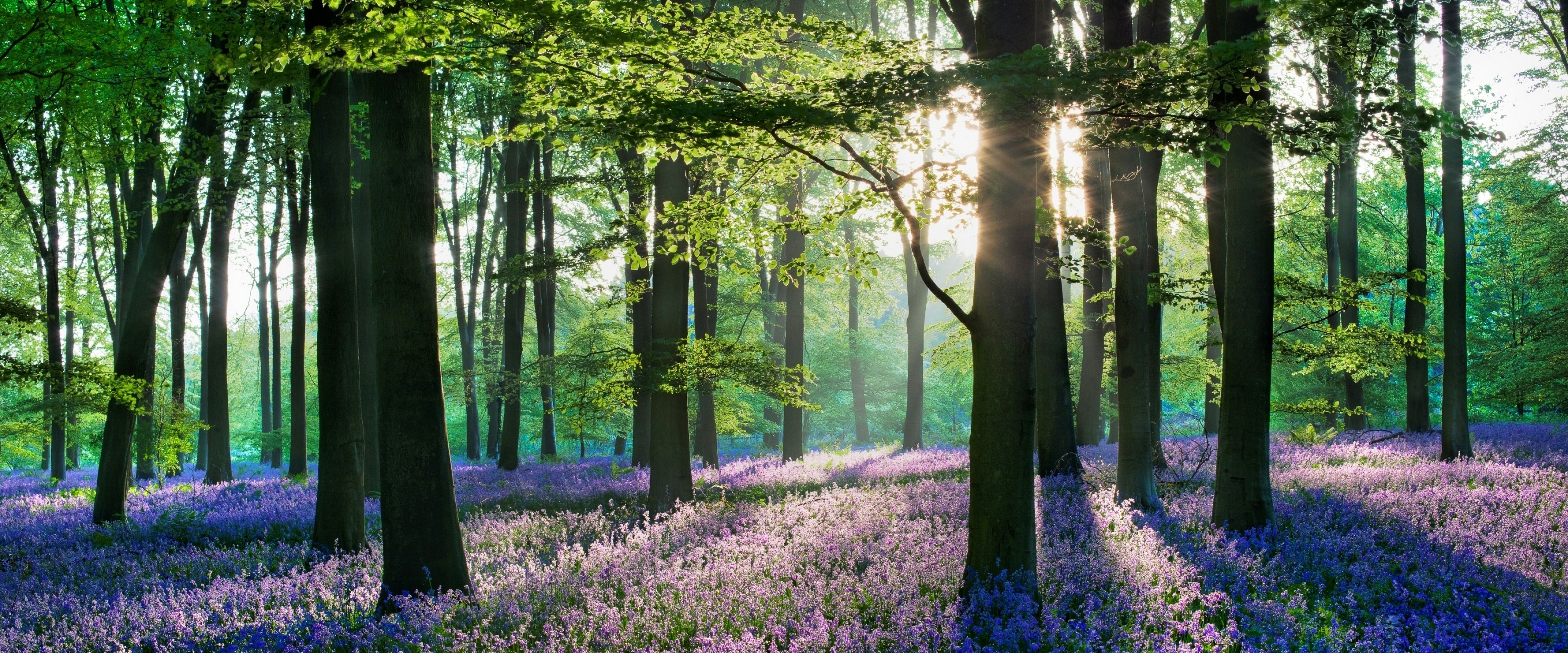 Lavender Flowers Forest Nature Scenery 4K Wallpaper