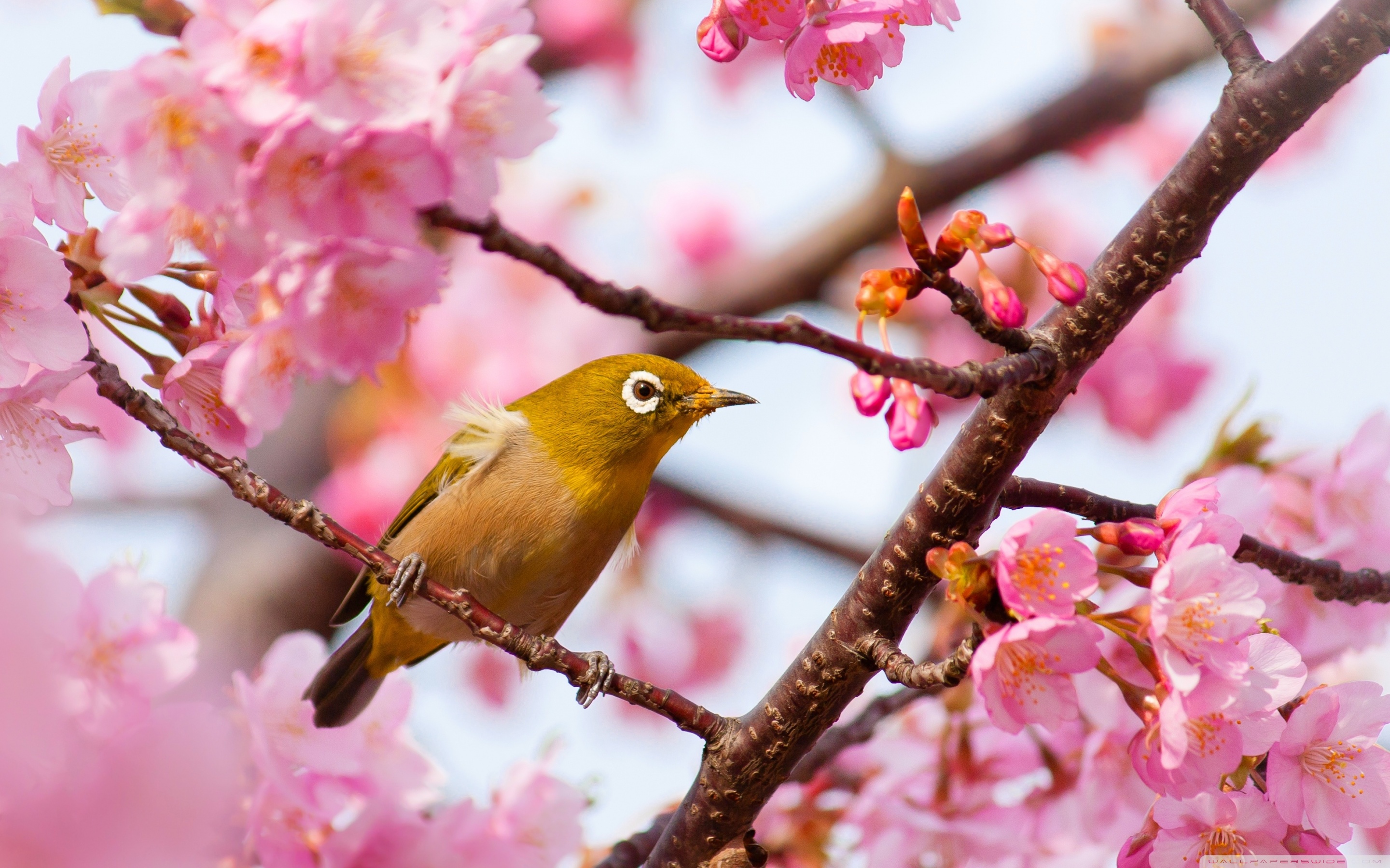 Google Image Result For Download Yellow_bird_on_a_cherry_blossom_tree_branch Wallpaper 2880x1. Bird, Cherry Blossom Tree, Cherry Blossom