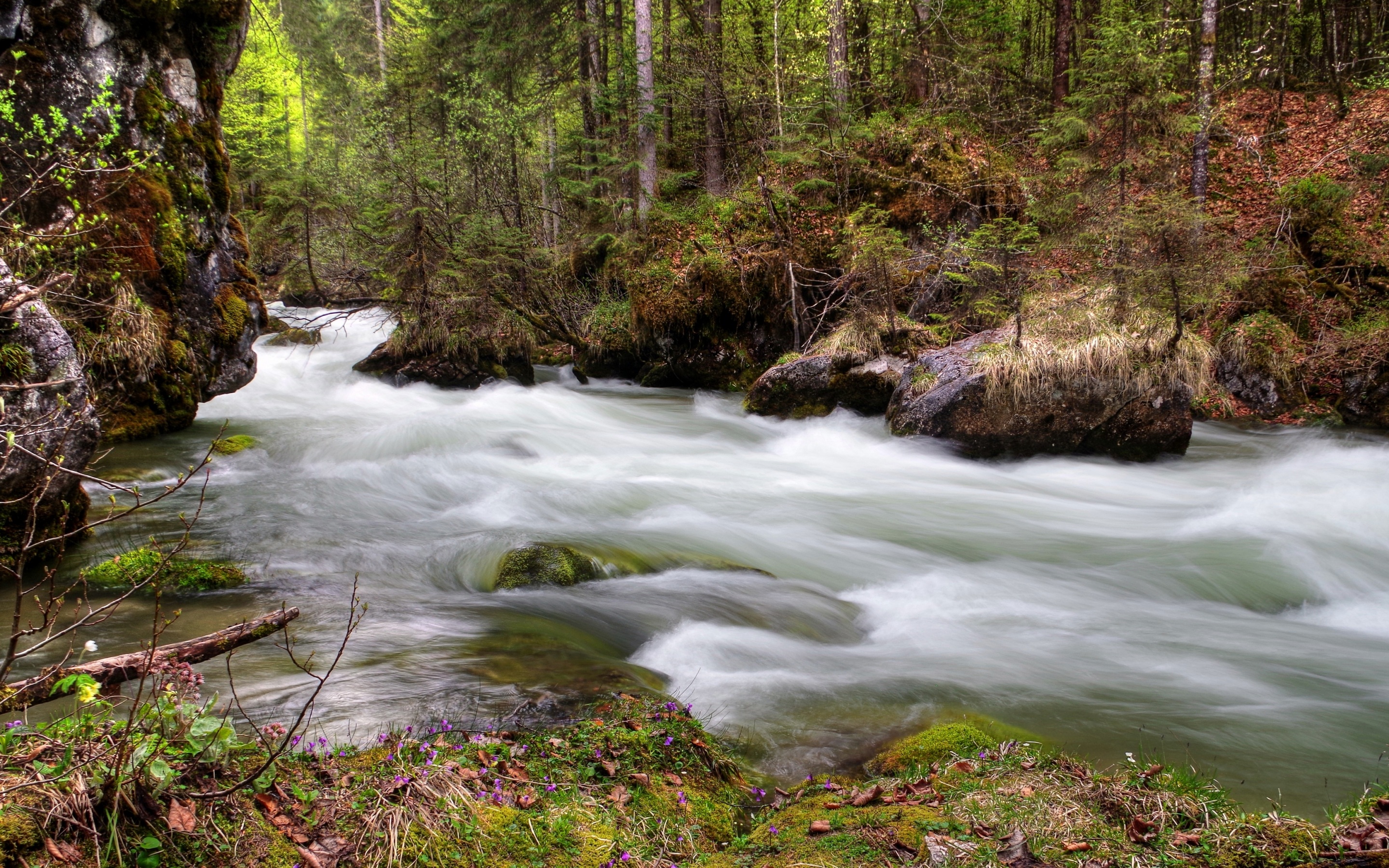 Wallpaper 4k forest, river, flow, nature 4k Wallpaper