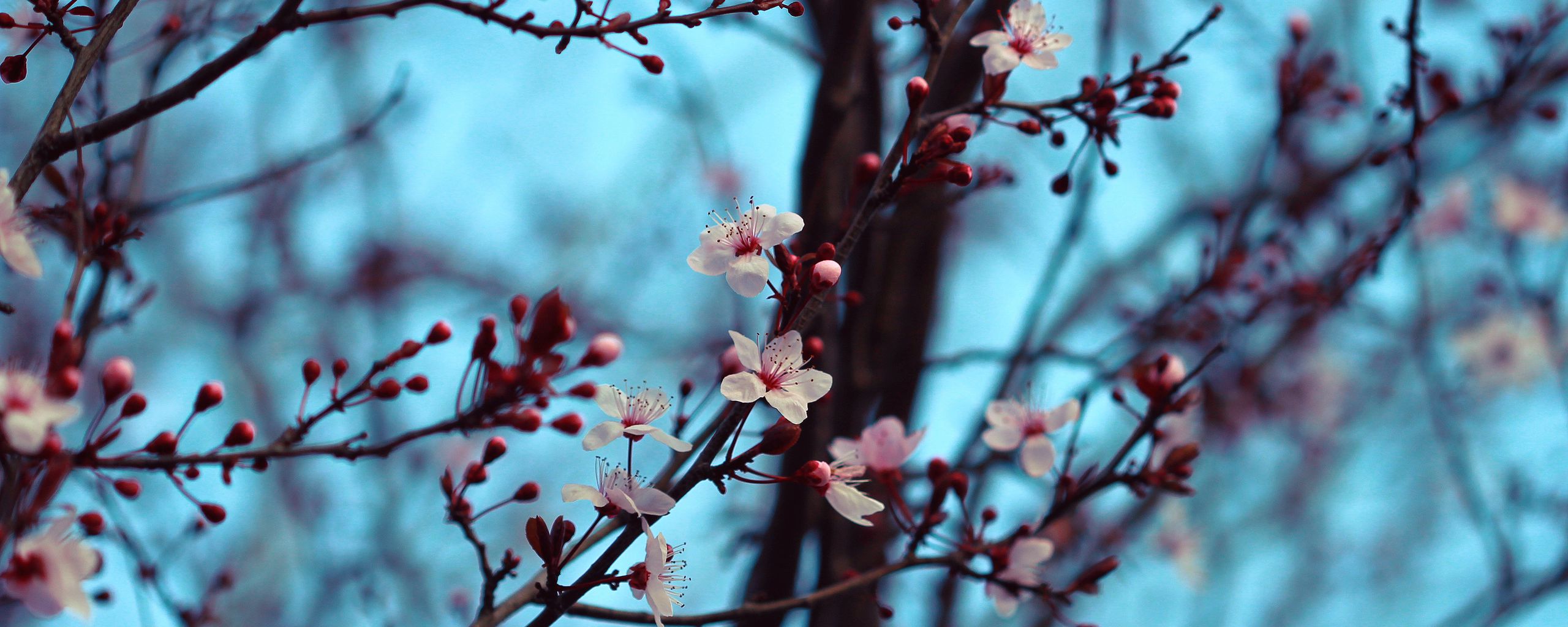 Download wallpaper 2560x1024 cherry