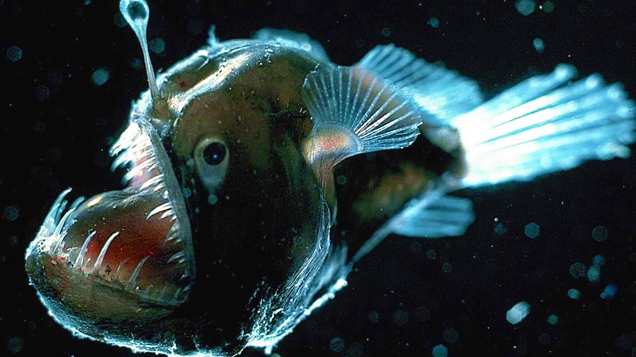 Scariest Fish