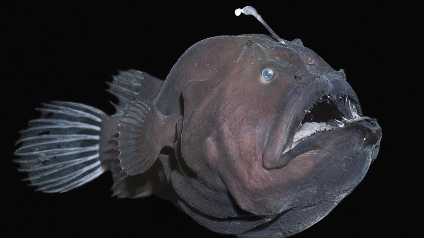 Anglerfish wallpaper, Animal, HQ Anglerfish pictureK Wallpaper 2019