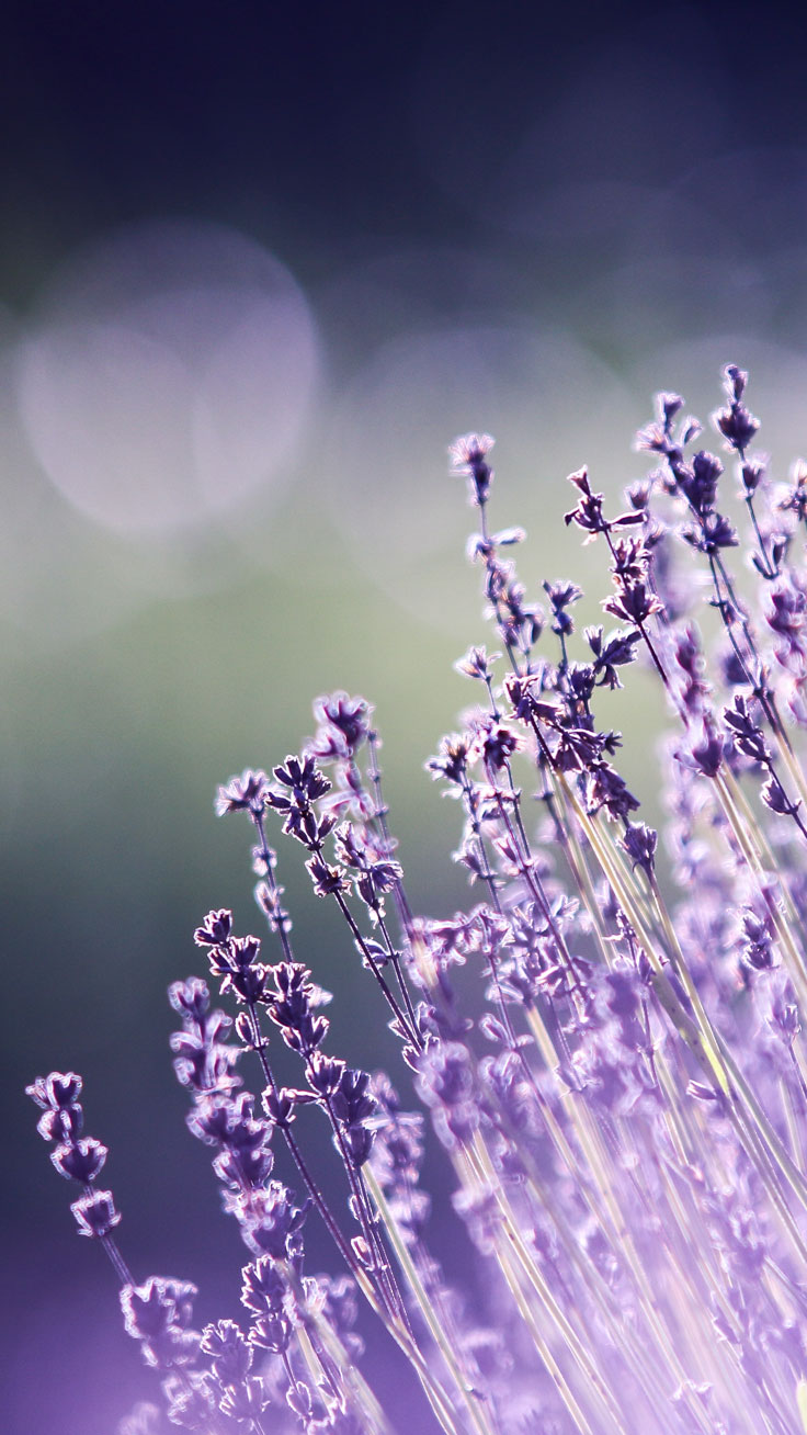 Spring iPhone Wallpaper Collection Wallpaper For iPhone Wallpaper & Background Download