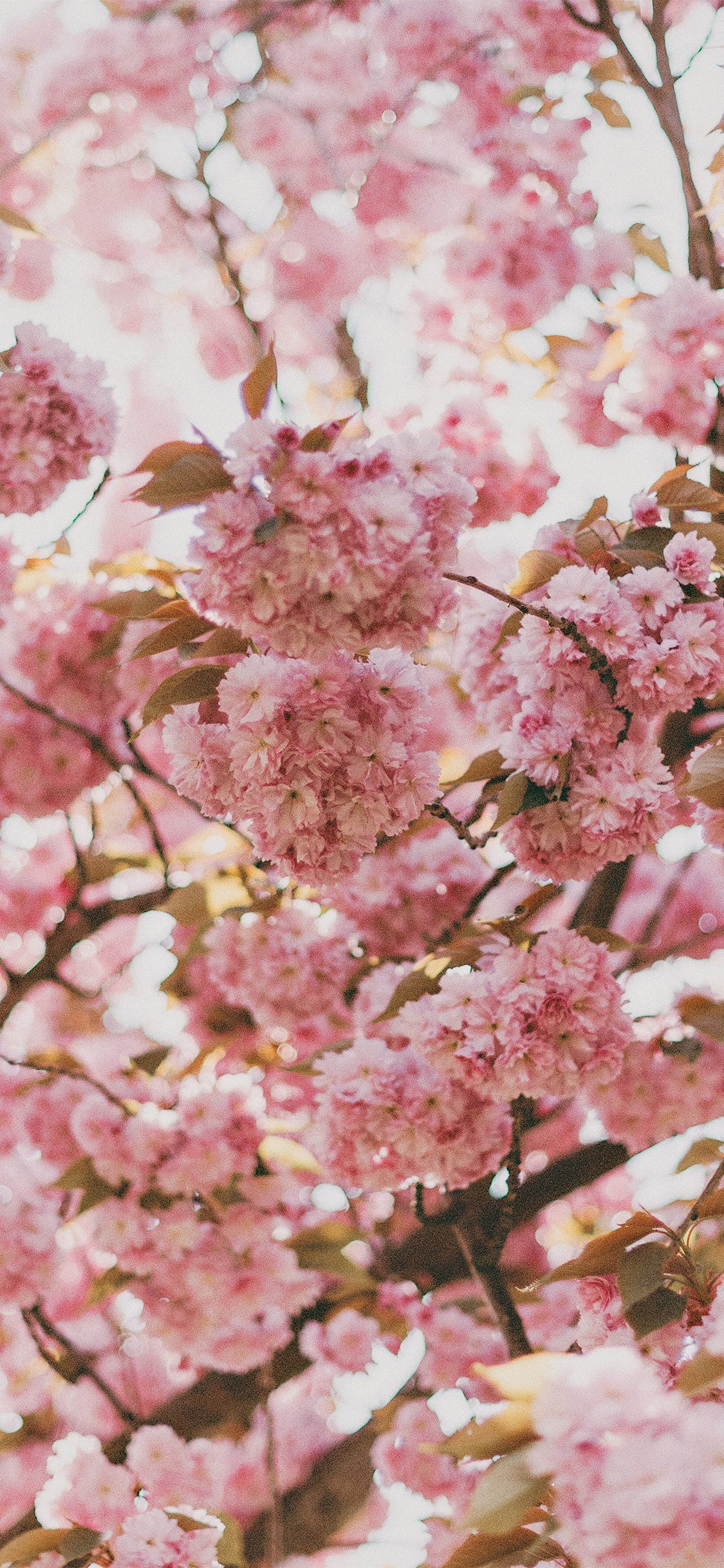 iPhone X wallpaper. spring flower pink blossom bokeh nature