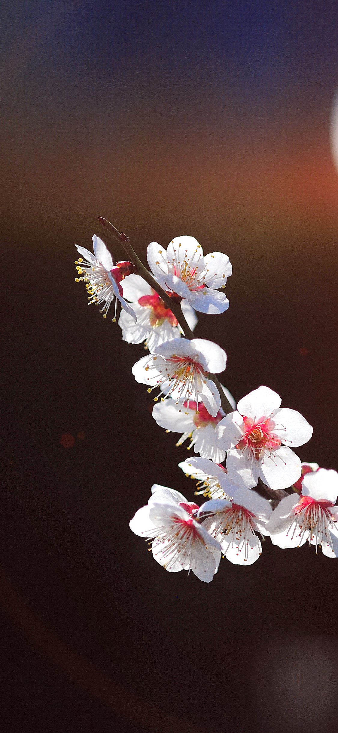 iPhone X wallpaper. spring flower sakura nature tree flare