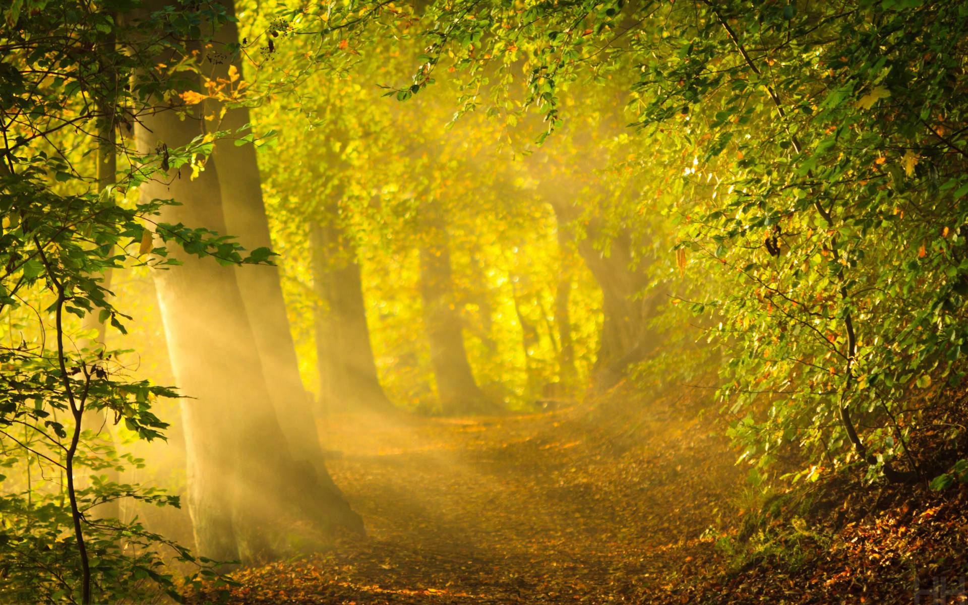 Enchanted Forest Background Free Download