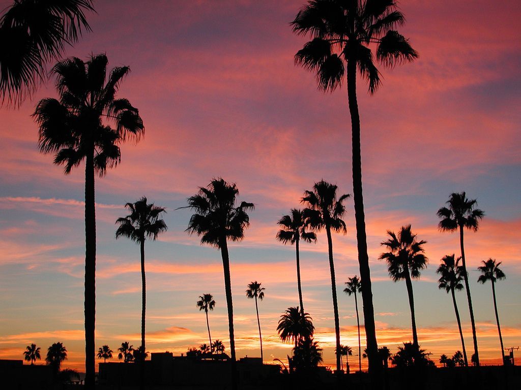 California Palm Trees Sunset Wallpaper Free California Palm Trees Sunset Background