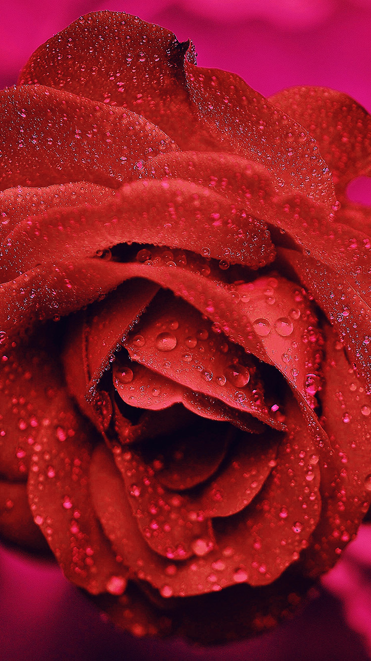 iPhone X wallpaper. rose flower red rain bokeh zoom