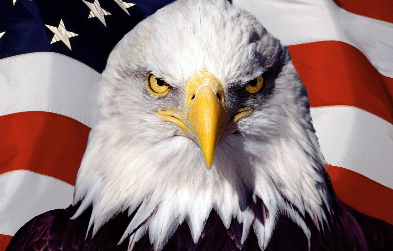 Wallpaper bird, eagle, flag, America, USA image for desktop, section разное