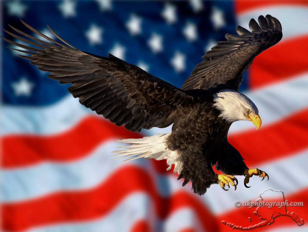 Free download Eagle And American Flag Alaska Photography Part 2 [1024x770] for your Desktop, Mobile & Tablet. Explore Eagle Flag Wallpaper. Patriotic Eagle Wallpaper Free, American Eagle Wallpaper, Patriotic Bald Eagle Wallpaper