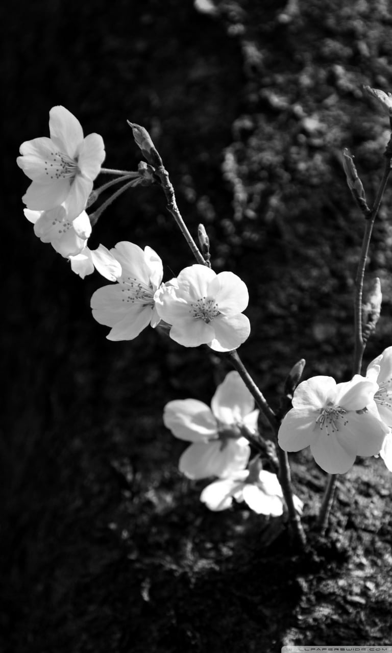 White Sakura Wallpaper Free White Sakura Background