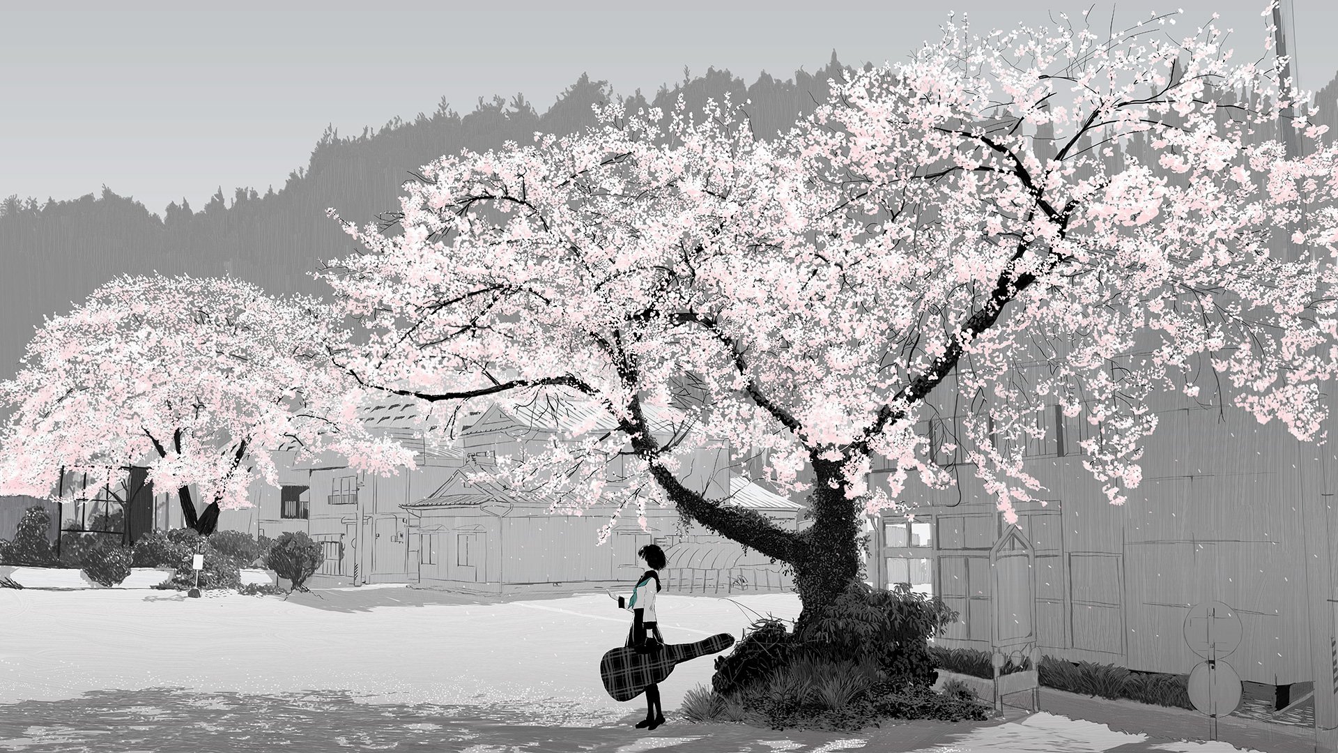 Sakura Blossom HD Wallpaper and Background Image