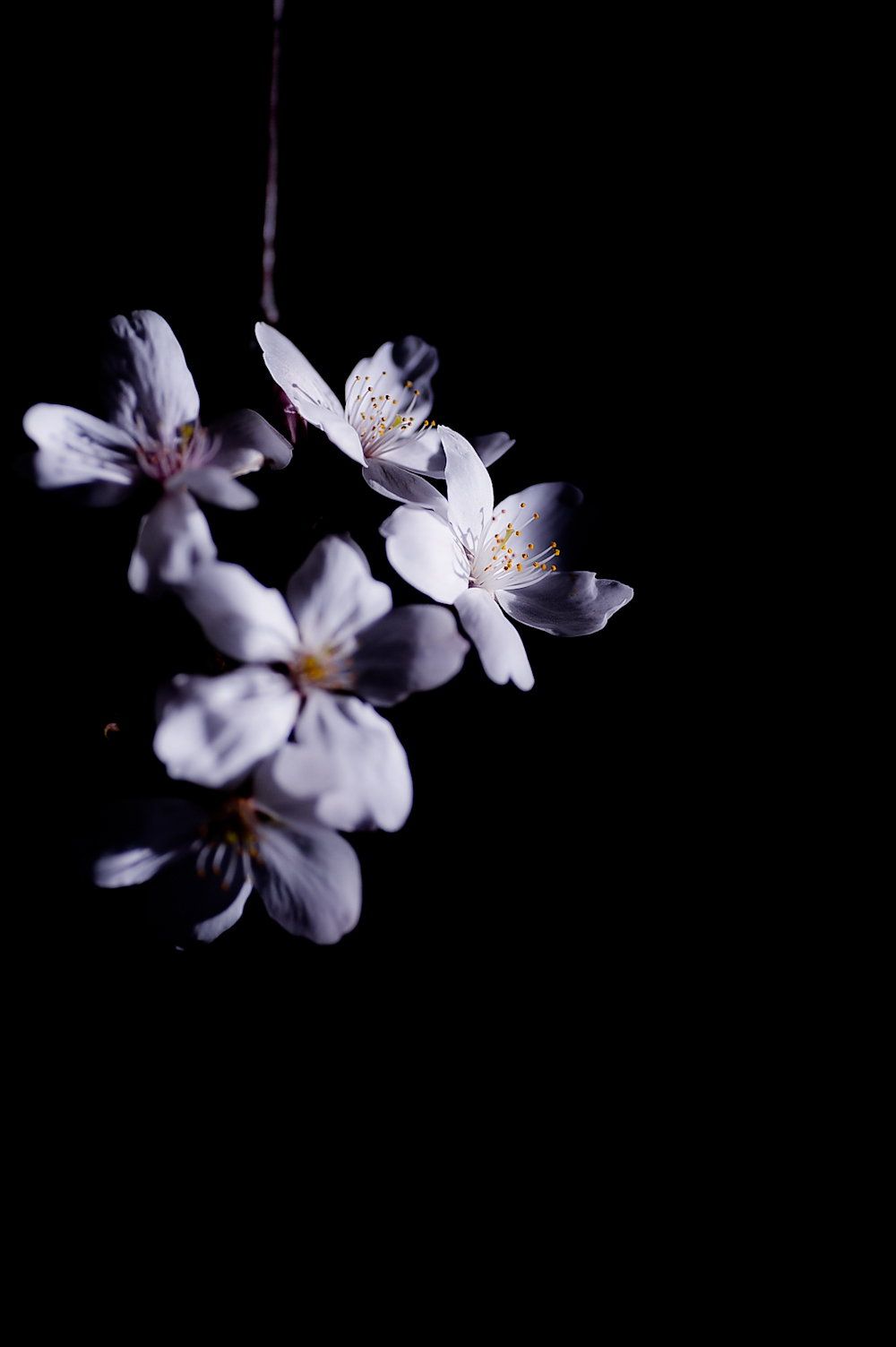 SAKURA by naoki nomura / 500px. Flower background, Flower phone wallpaper, Black flowers