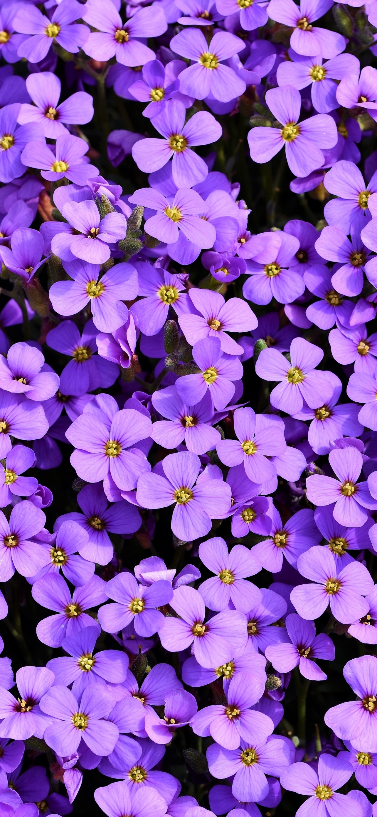 Aubrieta Wallpaper 4K, Violet Flowers, Blossom, Flowers Search Results