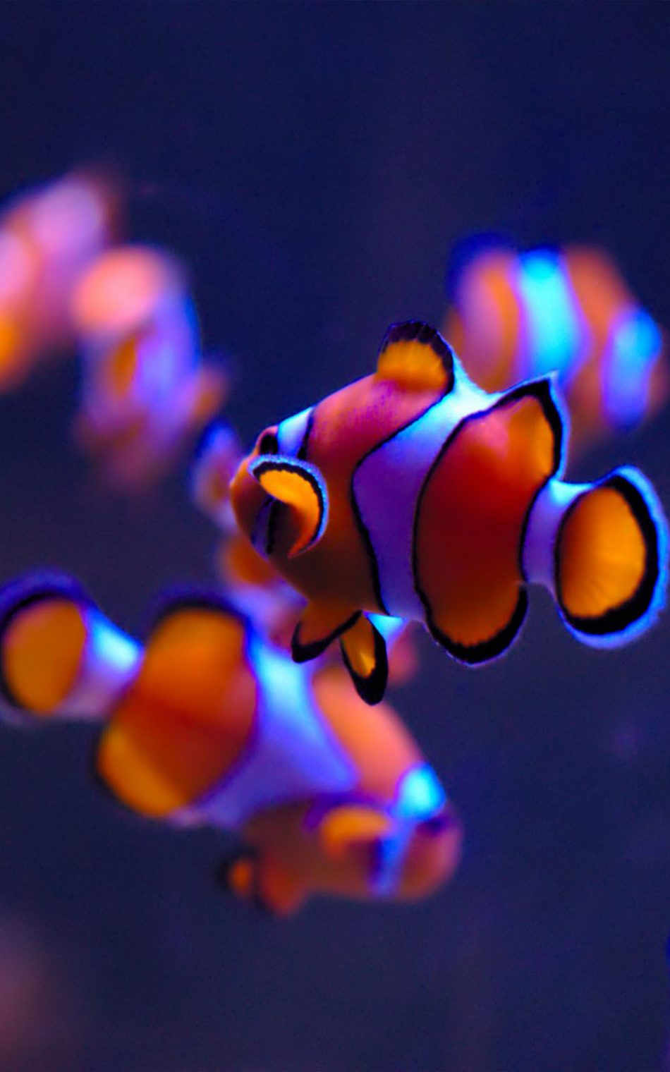 Clown Fishes HD Mobile Wallpaper Desktop Wallpaper HD Wallpaper & Background Download