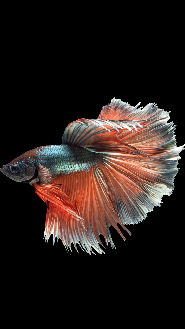 Free download Apple iPhone 6s Wallpaper with Multicolor Male Betta Fish in Dark [750x1334] for your Desktop, Mobile & Tablet. Explore Betta Fish iPhone Wallpaper. iPhone 6s Fish Wallpaper